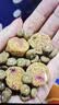 LEGENDSANDY蓝氏狗粮真鲜猎兔中大型犬通用冻干鲜肉犬粮80g 实拍图