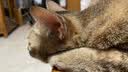 卫仕（NOURSE）猫多维魔方富含猫咪日常所需复合维生素皮肤毛发科学营养补充剂 【先试后买】猫多维70片 实拍图