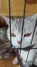 普安特宠物驱虫药猫咪驱虫体内外驱跳蚤犬虱非泼罗尼爱滴克+内驱 实拍图