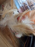 瓜洲牧猫玩具弹力球羽毛逗猫棒自嗨解闷神器网红款猫咪追赶互动宠物用品 羽毛弹力球【运动款】六个装 实拍图