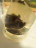 贡苑特级大麦茶880g独立三角包苦荞茶回炒麦芽茶奶养生约110包 烘焙 实拍图