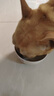 疯狂小狗狗零食犬用营养拌饭罐头解馋主食餐包 鲜蒸肉蔬餐包900g 实拍图