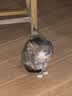 BD飞碟猫碗陶瓷釉下彩宠物饭碗吃粮喝水 紫色飞碟猫碗 实拍图