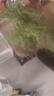 文竹盆栽绿植花卉盆景植物室内客厅水培文松云竹文竹大苗四季常青 小文竹【1颗】原盆原土球发货 高度15-25cm 实拍图