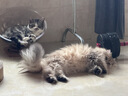 皇家成猫 室内长毛猫 ILH35 通用粮 1-7岁 4.5KG 实拍图