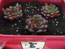招财钱串吸财树多肉植物办公室桌面绿植盆栽花卉新手好养 【传统国学红红火火】红宝石3颗 实拍图