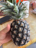 广东徐闻香水菠萝新鲜水果生鲜热带孕妇水果整箱包邮 1个装 单果1.3-1.5斤 实拍图