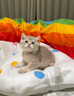 ZEZE彩虹猫隧道四季通用猫窝隧道可拆洗玩耍休息一体猫咪躲避屋 实拍图