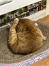 素力高（SolidGold）猫粮金素鸡 成猫幼猫进口高蛋白3磅/1.36kg 实拍图