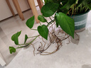 京东绿植绿萝盆栽除甲醛绿植办公室新房净化空气180自吸水16盆装源头直 实拍图