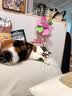 斑队长【适合新手】宠物指甲剪刀钳 猫咪狗狗美容工具用品 带锉刀 小号天空蓝-送锉刀 实拍图