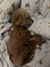 麦德氏IN羊乳钙片约150片 宠物狗狗钙片幼犬成犬大型犬泰迪金毛健骨补钙 实拍图