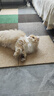 麦富迪猫粮 超肉粒冻干双拼成猫粮美毛护肠三文鱼10kg/20斤【宠物金选】 实拍图