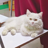 亿迪 成猫猫粮全价流浪猫英短美短成年通用3斤小包装 实拍图