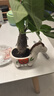 花翁小马新款发财树小盆栽办公室桌面绿植招财植物马年伴手礼源头直发 实拍图