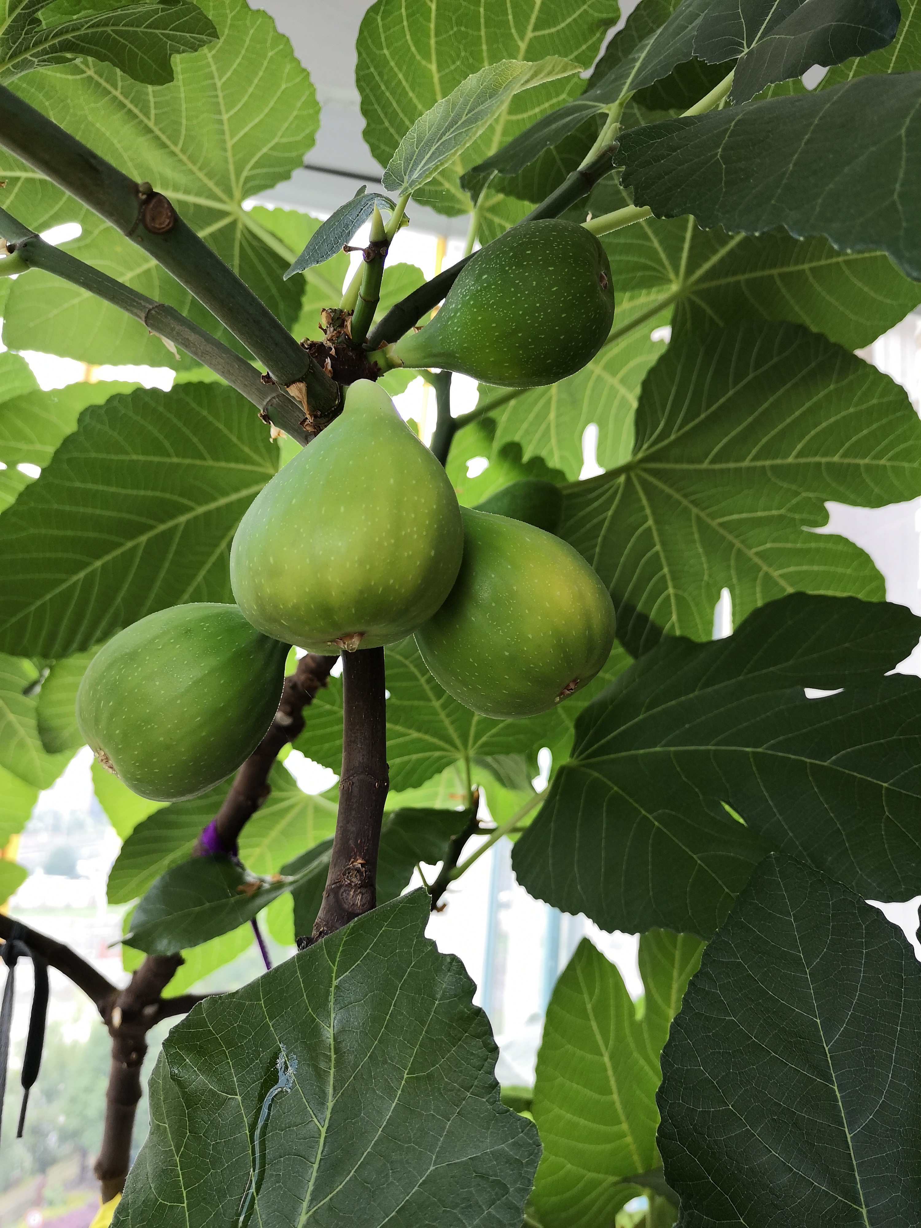 京东绿植绿萝盆栽除甲醛花卉绿植办公室新房净化空气 龙蛋竖纹4盆源头直 实拍图