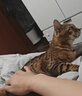 蓝枸狗粮10斤装泰迪金毛比熊40博美20小型中大型成犬幼犬通用型5kg 实拍图