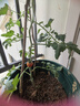 墨斗鱼花盆加仑盆加厚高款3加仑*2多肉绿萝月季盆栽树脂塑料简约带托盘 实拍图