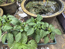 北蔬 霍伦盆大号深款长条种花蔬菜种植盆 二代(加长)深绿色霍伦盆1个 实拍图