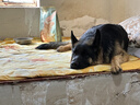 伯纳天纯狗粮中大型犬全价成年犬粮17kg羊肉蔓越莓味囤货装 实拍图