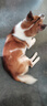 皇家狗粮 成犬粮 通用犬型 CC通用狗粮12月以上 8KG【成犬通用】 实拍图