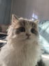京东京造猫粮鸡肉味全价成猫粮10kg三文鱼肉营养美毛长肉质检流浪救助 实拍图
