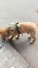 COCS狗胸背带中大型犬背心式牵引绳防冲爆拉布拉多金毛柴犬边牧遛狗绳 卡其狗胸背带1个-1.5米狗绳1根 XL码-( 建议45-90斤  胸围68-93cm） 实拍图