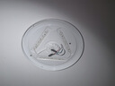 三只松鼠黄桃鲜果捞2550g/6罐 礼盒装新鲜水果罐头清爽糖水儿童送礼 实拍图