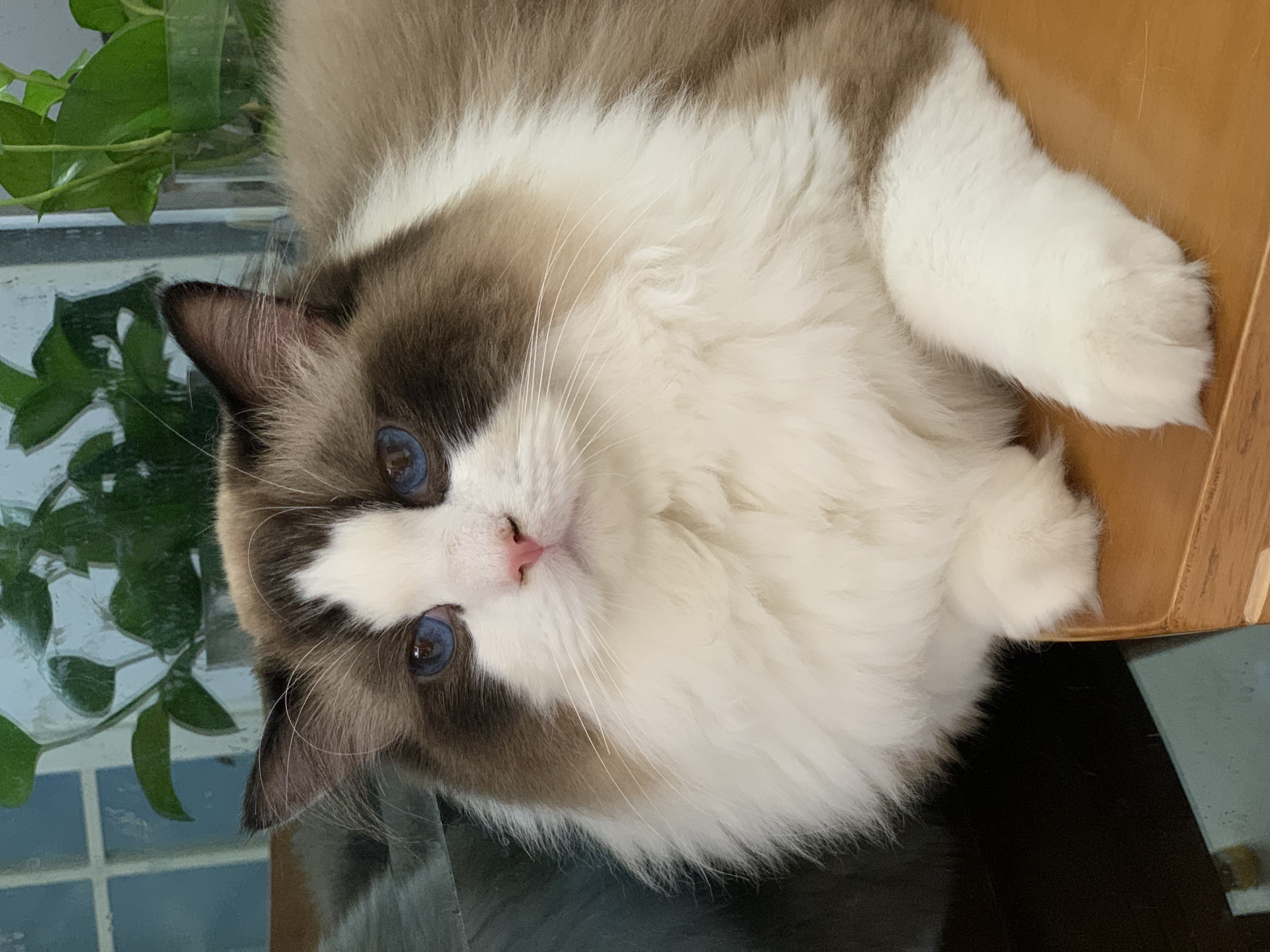 玫斯无谷物生鲜注浆全价升级款猫粮幼成猫全年龄段通用猫粮pro 10kg 实拍图