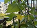 德沃多蔬菜专用植物营养土25L园艺盆栽种菜土壤花土果蔬有机种植 实拍图