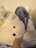 babycareAI天才狗智能机器人玩具毛绒玩偶互动陪伴宠物公仔六一儿童节礼物 实拍图