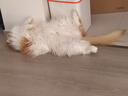 好主人（CARE）金装无谷猫粮通用高肉高蛋白【升级金装80%含肉量】成猫粮2.5kg 实拍图
