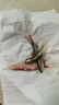 清缸三剑客大师彩虹鲨粉红鲨金苔鼠青苔鼠观赏鱼除藻清洁工具鱼 清缸三剑客C套餐4~5CM各1条共3条 晒单实拍图