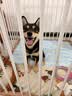 麦都格MDG宠物推车外出轻便遛狗溜猫可分离猫狗中型犬推车折叠M2灰色 实拍图