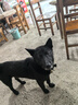九牧（JOMOO）淋浴花洒套装自动除垢喷枪淋浴器36633-526/1B-1 实拍图
