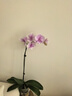 得宝（TEMPO）戴珍珠耳环的少女联名艺术抽纸 4层90抽*15包 湿水不易破 纸巾 实拍图