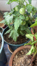 思威博营养土种菜土花土通用型有机种花养花土壤种植土泥土绿植盆栽泥炭 50斤有机通用营养土 实拍图