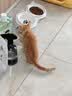 滴露（Dettol）宠物家庭消毒液1L灭杀真菌细菌 猫砂去味 宠物除臭除味剂消毒水 实拍图