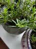 花翁重瓣太阳花苗宿根多年生枝条混色植物盆栽绿植花卉耐晒源头直发 实拍图