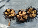 十月稻田 长粒香大米 5斤（东北大米 香米 2.5kg/公斤 小包装） 实拍图