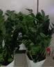 叹为观止大型植物发财树各种大颗盆栽开业乔迁客厅办公室内好养大型花卉 金钱树【80厘米-1米】 含盆 实拍图