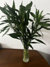 富贵竹水培植物室内招财绿植插瓶插花净化空气办公桌面转运竹 富贵竹65cm5支 实拍图