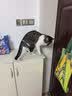 HELLOJOY防猫刺钉驱猫神器防猫爬刺垫沙发保护猫狗隔离禁区刺网垫 6片装 实拍图