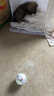 HELLOJOY狗玩具弹力球实心耐咬训狗神器大中小型泰迪咬不烂幼犬玩具 6.5cm 实拍图