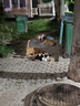 LEGENDSANDY蓝氏猫粮生鲜猎鸟鲜乳鸽生骨肉冻干高蛋白全价成猫粮幼猫通用型 试吃尝鲜装丨猎鸟乳鸽丨50g 实拍图