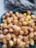 新厨仕（Necooks）新款板栗开口器剥板栗自动回弹板栗夹栗子开口器剪剥壳去皮工具 三合一升级款【去壳+刮毛+开十字】 实拍图