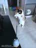 甜浪海逗猫棒猫咪玩具可旋转长杆羽毛钓幼猫玩具鱼竿铃铛耐咬逗猫神器 实拍图