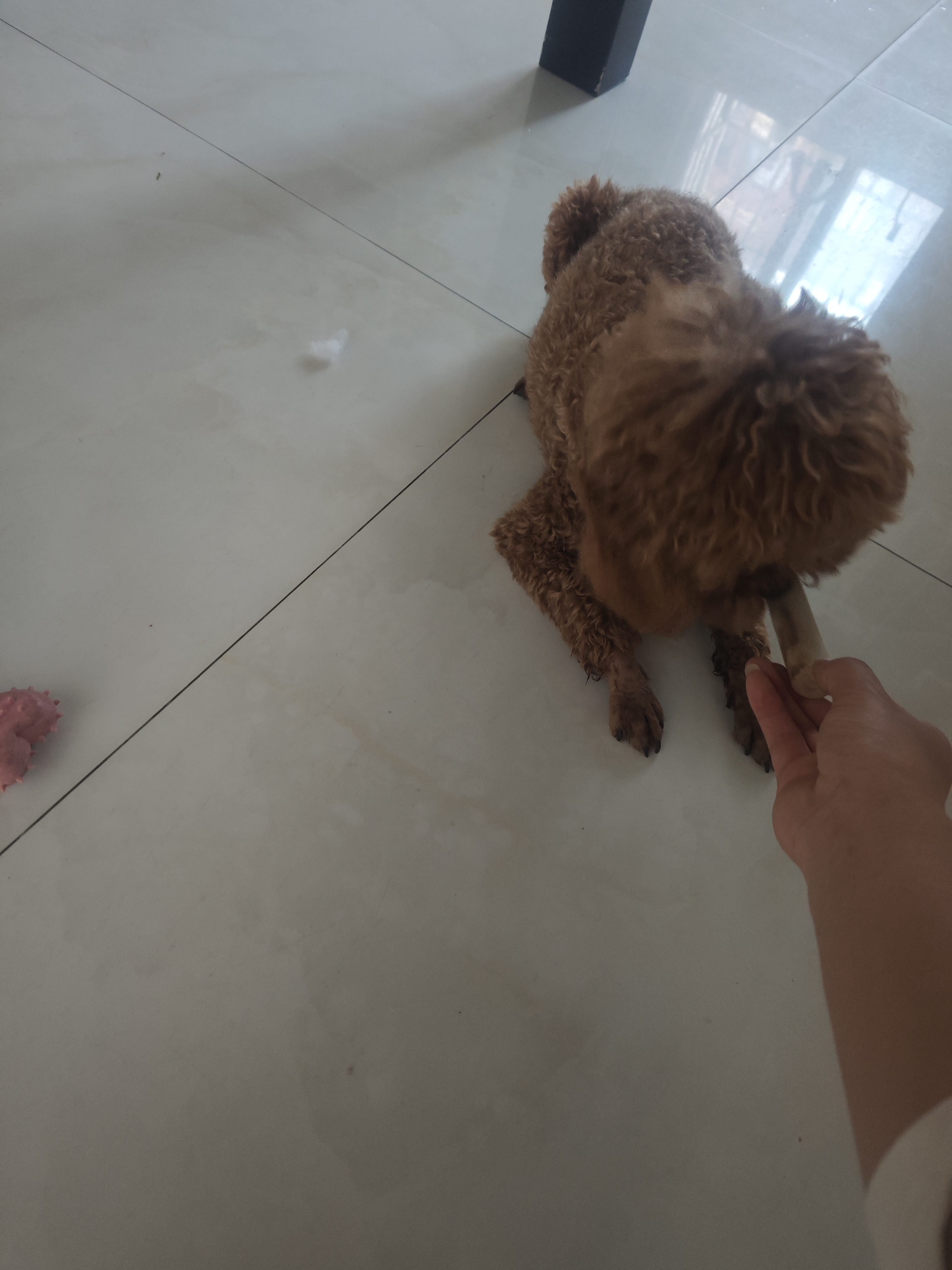 HELLOJOY咖啡木磨牙棒狗狗宠物玩具洁牙洁齿大中小型幼犬防拆家专用耐啃咬 实拍图