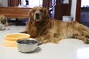比瑞吉狗粮中大型犬全期犬粮12kg天然粮成犬幼犬金毛德牧萨摩哈士奇通用 中大型犬全期犬粮12kg 实拍图