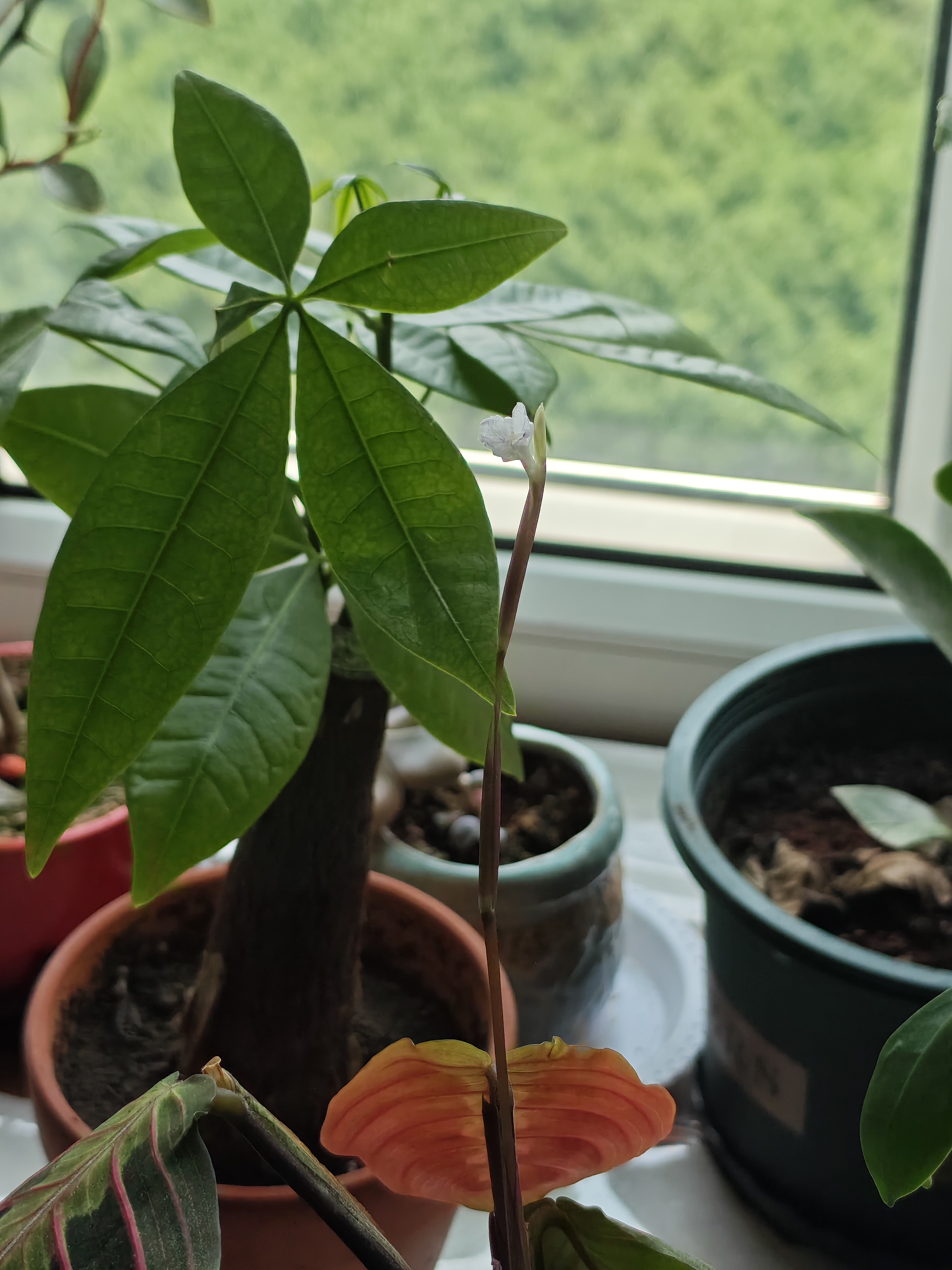 意轩叶蝉竹芋室内观叶绿植垂吊花卉盆栽耐阴红脉豹纹水培植物面美 叶蝉3片叶子原盆发货 实拍图